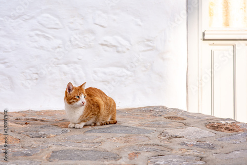 Fototapeta Naklejka Na Ścianę i Meble -  A beautiful wild, stray cat with blue eyes sits alert on a stone street, on the enchanting Greek Island of Hydra.