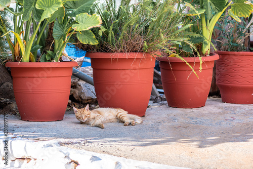 Fototapeta Naklejka Na Ścianę i Meble -  A beautiful wild, stray cat finds a sunny place to rest on a stone stoop on a garden terrace, on the enchanting Greek Island of Hydra.