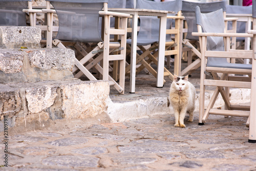 Fototapeta Naklejka Na Ścianę i Meble -  A beautiful wild, stray cat hanging around a cafe hoping for scraps, on the enchanting Greek Island of Hydra.