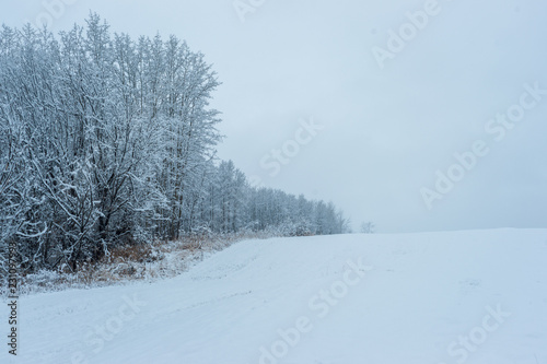 Aspen Edge - First Snow © Stefan