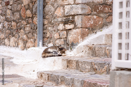 Fototapeta Naklejka Na Ścianę i Meble -  A beautiful wild, stray cat sleeps in a corner by a stone wall, near cobblestone steps, on the enchanting Greek Island of Hydra.