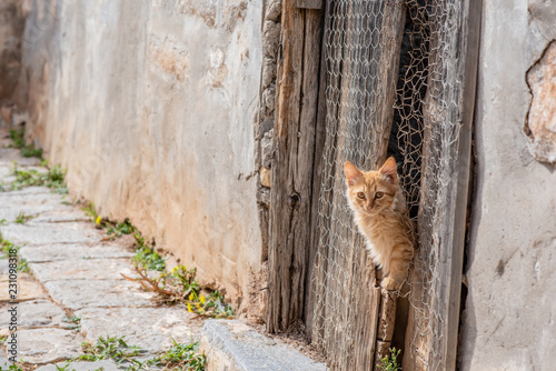 Fototapeta Naklejka Na Ścianę i Meble -  A stunningly beautiful wild, stray kitten peeking through the wooden door of an abandoned building, on the enchanting Greek Island of Hydra.