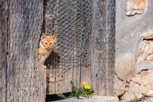 Fototapeta Naklejka Na Ścianę i Meble -  Close up of a small, wild, stray kitten peeking through the wooden door of an abandoned building, on the enchanting Greek Island of Hydra.