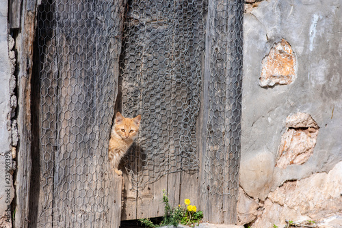 Fototapeta Naklejka Na Ścianę i Meble -  A stunningly beautiful wild, stray kitten peeking through the wooden door of an abandoned building, on the enchanting Greek Island of Hydra.