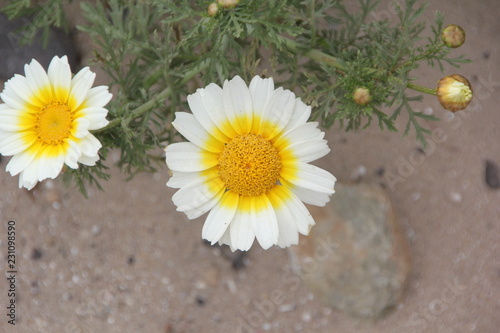 White Yellow Flower
