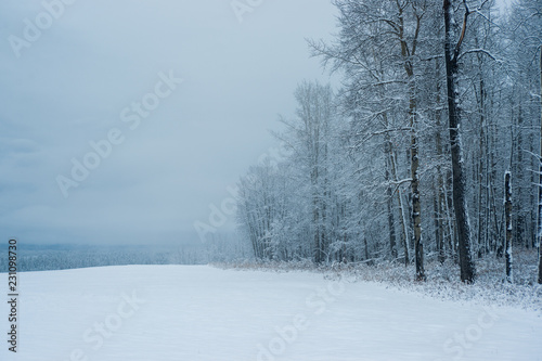 Snow in Field and Forest © Stefan