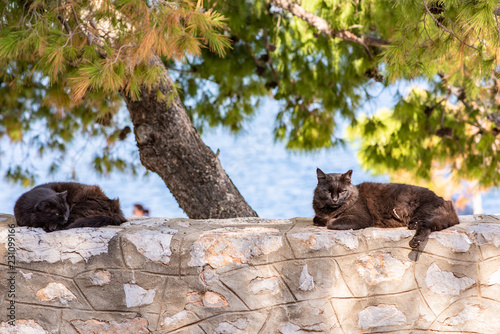 Two beautiful stray black cats rest on a stone wall in the Kamini fishing village on the enchanting Greek Island of Hydra. photo