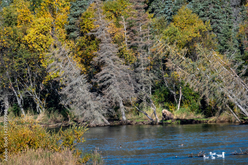 Fall landscape with sub-adult brown bear sitting on bank of the Brooks River looking for salmon  