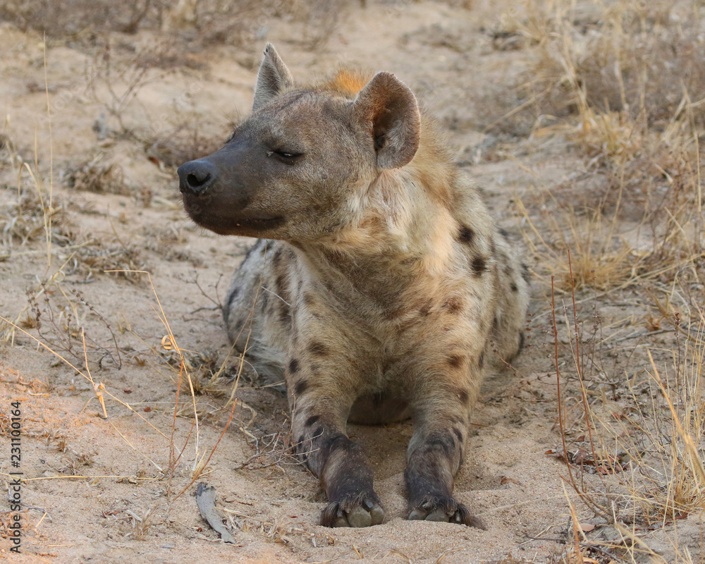 Spotted hyena in Kruger National Park Spotted hyena in Kruger National Park