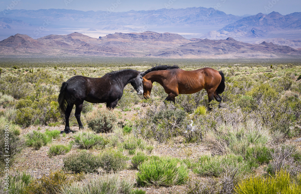 Obraz premium wild horses