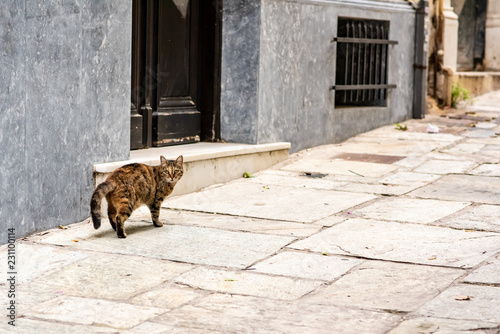 A beautiful stray cat turns to look at the camera while prowling in the historica Plaka neighborhood of Athens, Greece.