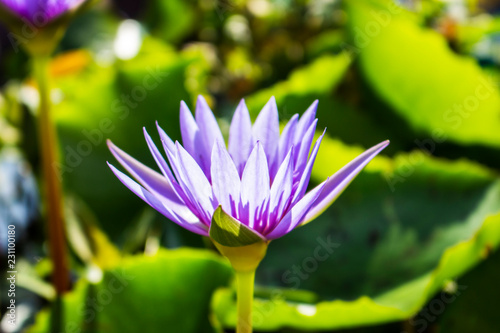 purple lotus flower nature closeup
