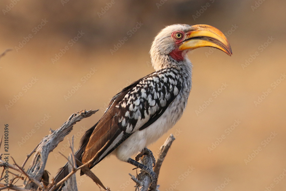 Yellow - billed hornbill in Kruger National Park