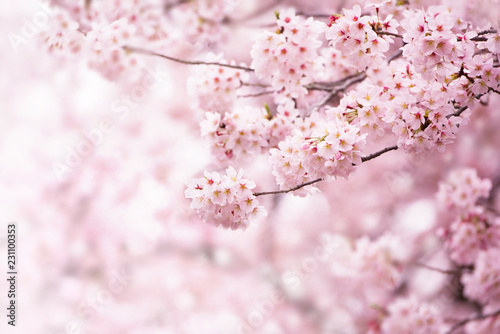 Vászonkép Cherry blossom in full bloom
