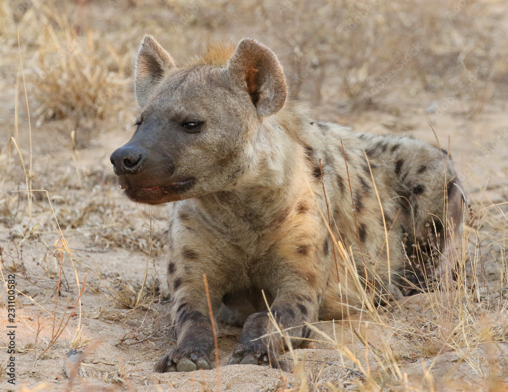 Spotted hyena in Kruger National Park