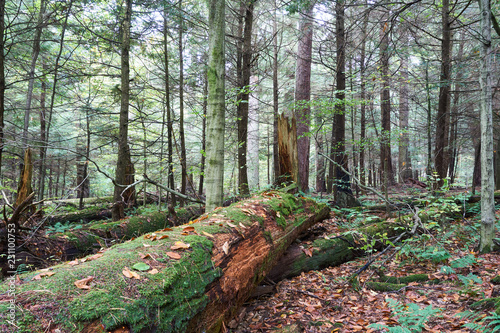 A large dead tree on the ground, covered with moss and a few autumn leaves. This virgin forest is located in Hearts Content Recreation Area in Allegheny National Forest. photo