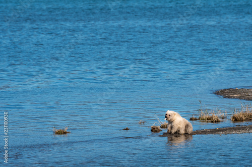 Platinum blonde brown bear cub exploring a sand spit in Naknek Lake  Katmai National Park  Alaska  USA  