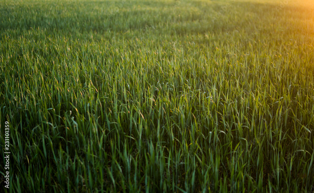 Green sprouting rye agricultural field in springs sunset. Sprouts of rye.