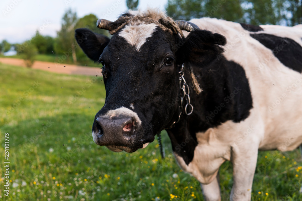 Black and white cow on a summer pasture.