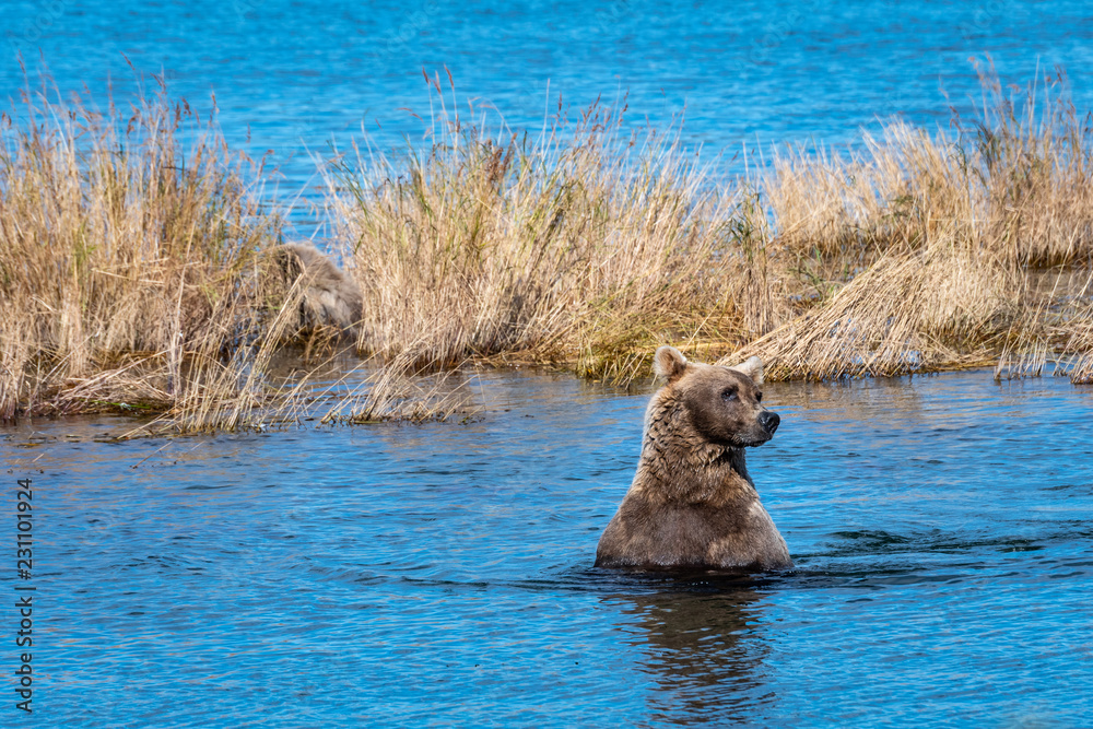 Adult female brown bear in front of tall grass in Naknek Lake, Katmai National Park, Alaska, USA
