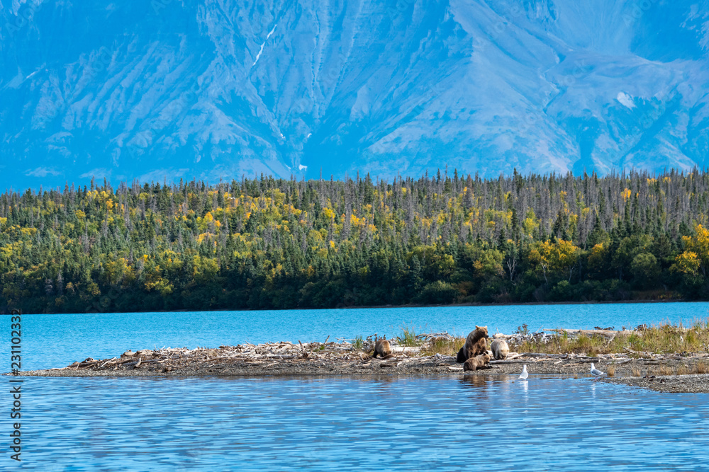 Fototapeta premium Brown bear family, sow with three cubs on a sand spit in Naknek Lake, Katmai National Park, Alaska, USA 