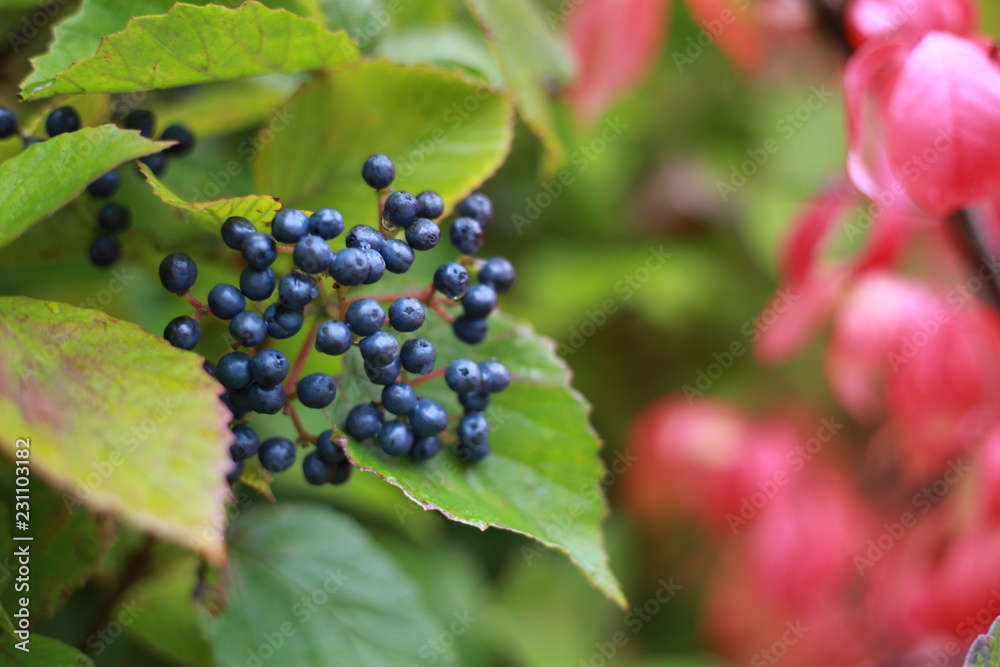 Blueberries on a vine
