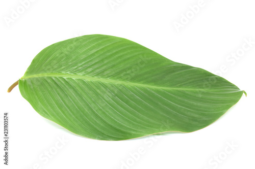 Tropical leaves on white background.