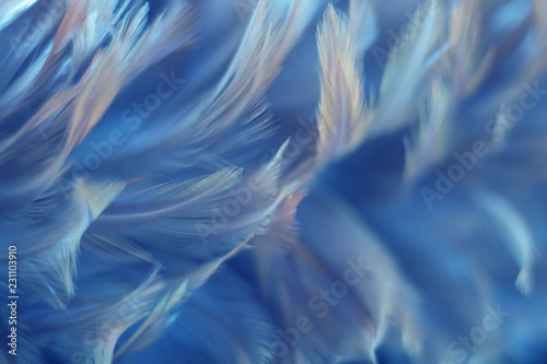 Blur Bird chickens feather texture for background, Fantasy, Abstract, soft color of art design.