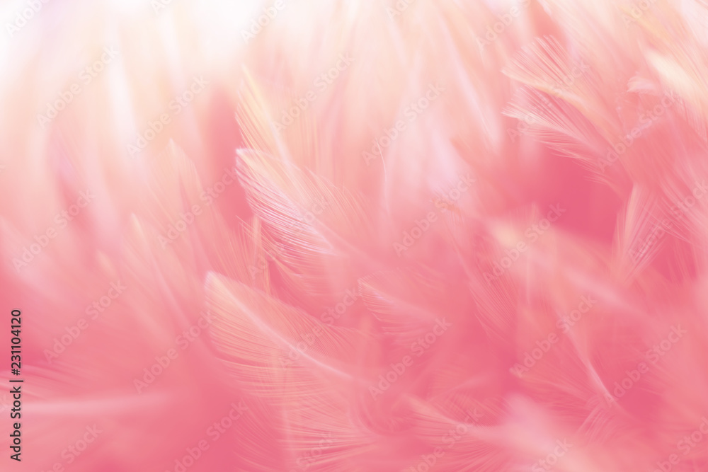 Blur Bird chickens feather texture for background, Fantasy, Abstract, soft color of art design.