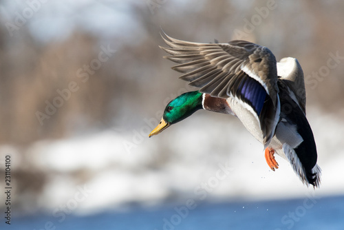 Photo mallard flying winter