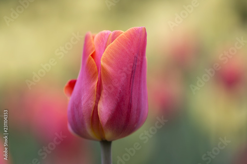 yellow and orange tulip
