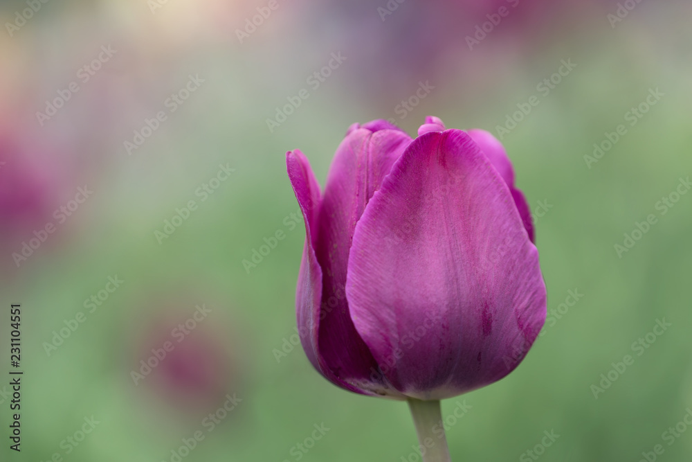 purple  tulip garden