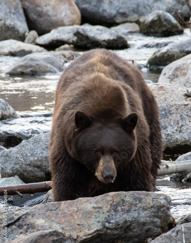 Big Brown Mother Bear