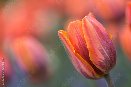 orange and red tulip 