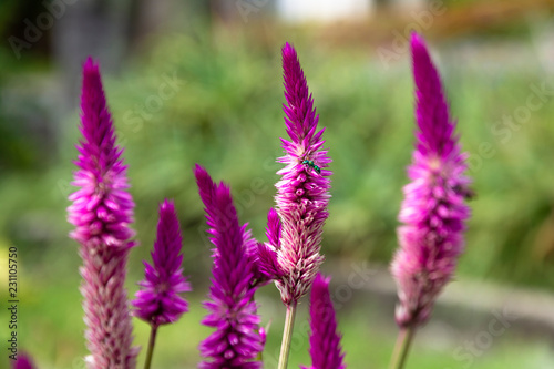 insect  Prince of Wales s feathers plant