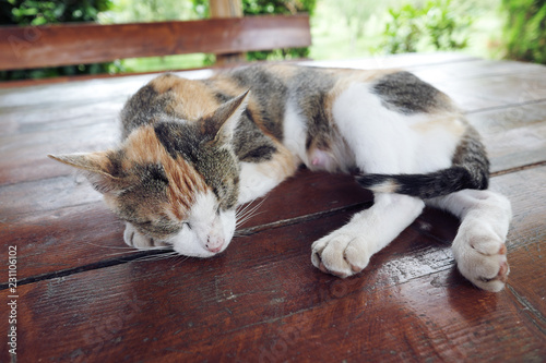 Domestic Cat Slepping photo