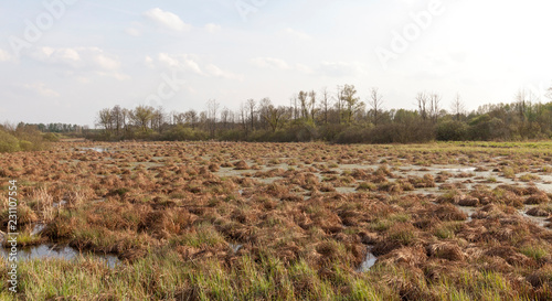 Fotografie swamp hummock