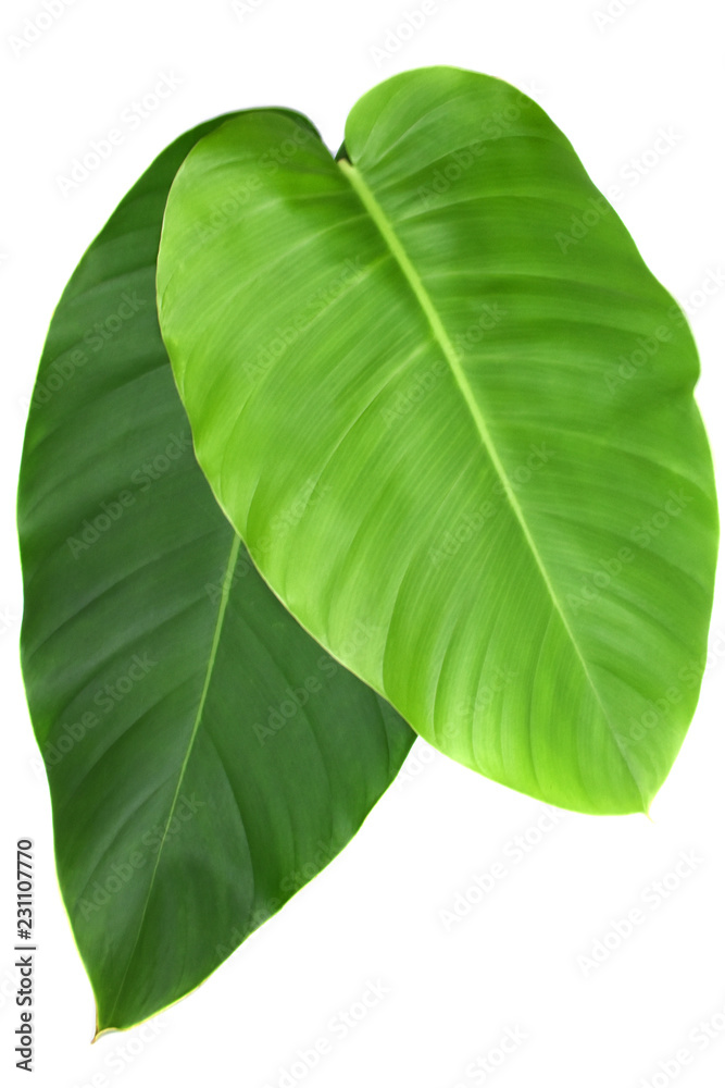 Obraz premium Tropical leaf green on white background.