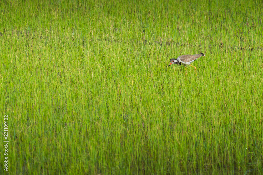 Beautiful bird with yellow beak find food at the field. Beautiful bird with yellow beak find food at the field.