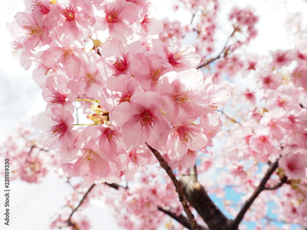 Fototapeta premium 満開の桜