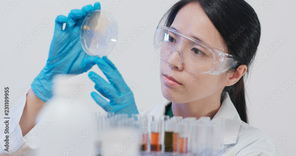 Scientist doing experiment and look at the petri dish