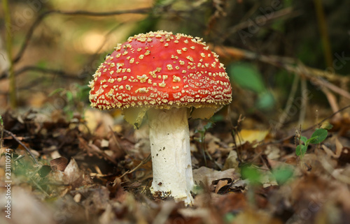 A beautiful Fly agaric fungus (Amanita muscaria) growing in a forest
