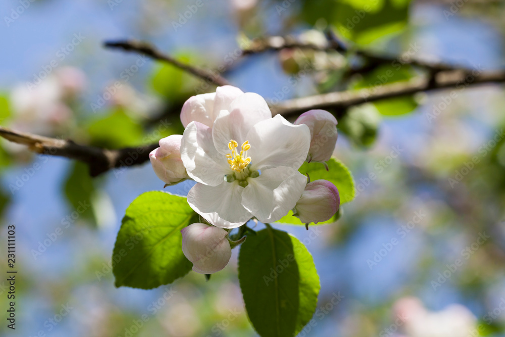 Obraz premium blooming flowers