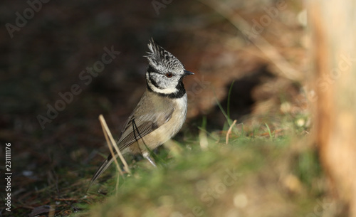 A rare Crested Tit (Lophophanes cristatus) searching for food on the forest floor in the Abernathy forest in the highlands of Scotland.  photo