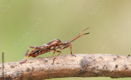  A pretty Western Conifer Seed Bug (Leptoglossus occidentalis) Coreidae perching on a twig. photo