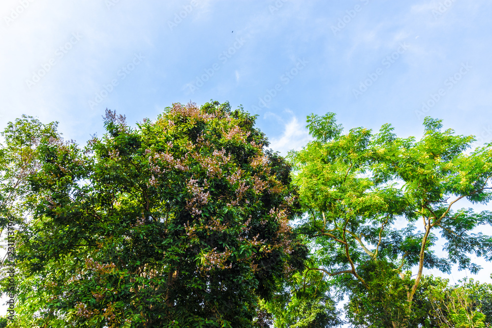 Beautiful tree landscape with cloud sky background. Beautiful tree landscape with cloud sky background.