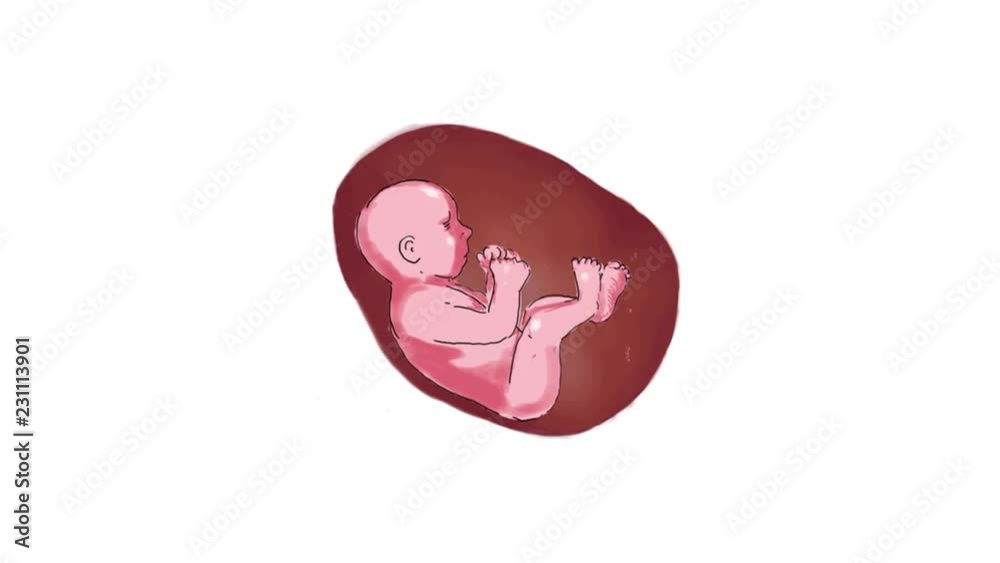 2d Animation motion graphics showing a color drawing of a human fetus