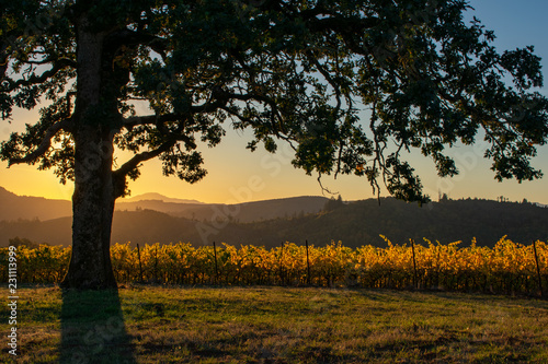 A sunset lights up the horizon sky, oak branches, and golden vines in an Oregon vineyard.