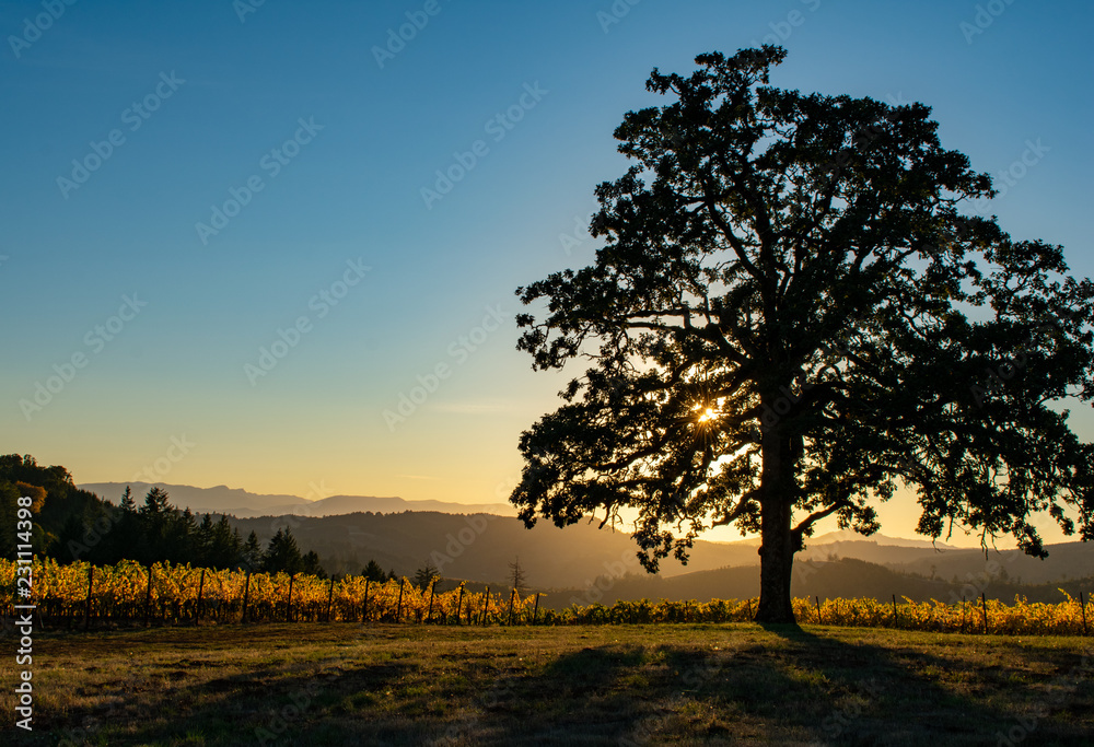As the sun slips below the horizon it leaves a warm glow behind the silhouette of an oak tree. As the sun slips below the horizon it leaves a warm glow behind the silhouette of an oak tree.