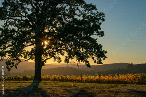 A soft evening sky sends a glow over layers of hills and into an Oregon vineyard  vines showing gold behind an iconic oak tree.